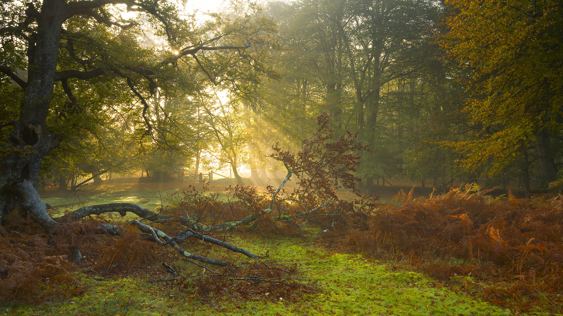 罗马尼亚队赛制探讨：如何在团体赛中优化队员配置，罗马尼亚队大名单