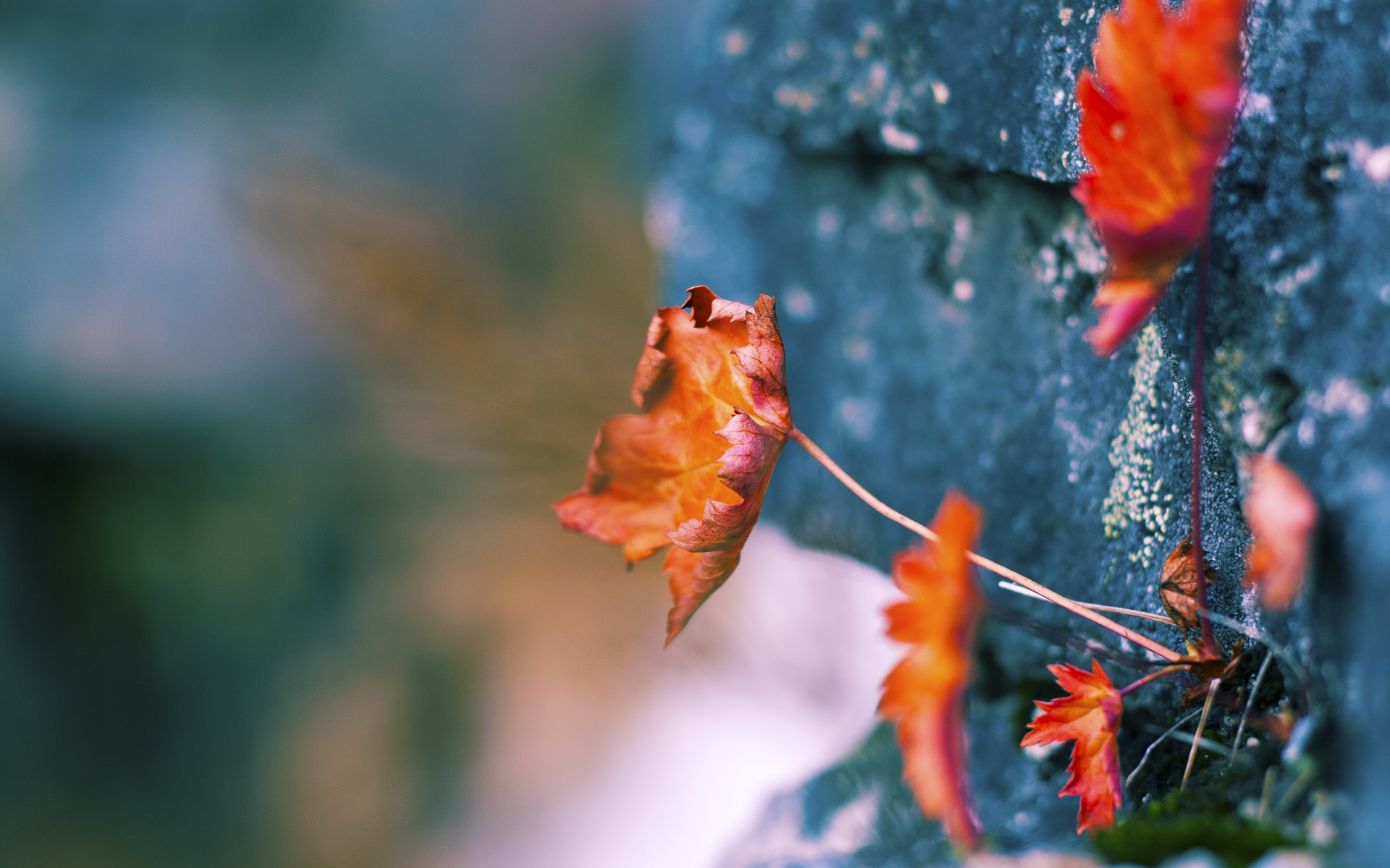 开云平台-凯尔特人组织球员参与战术理解测评，凯尔特人人员