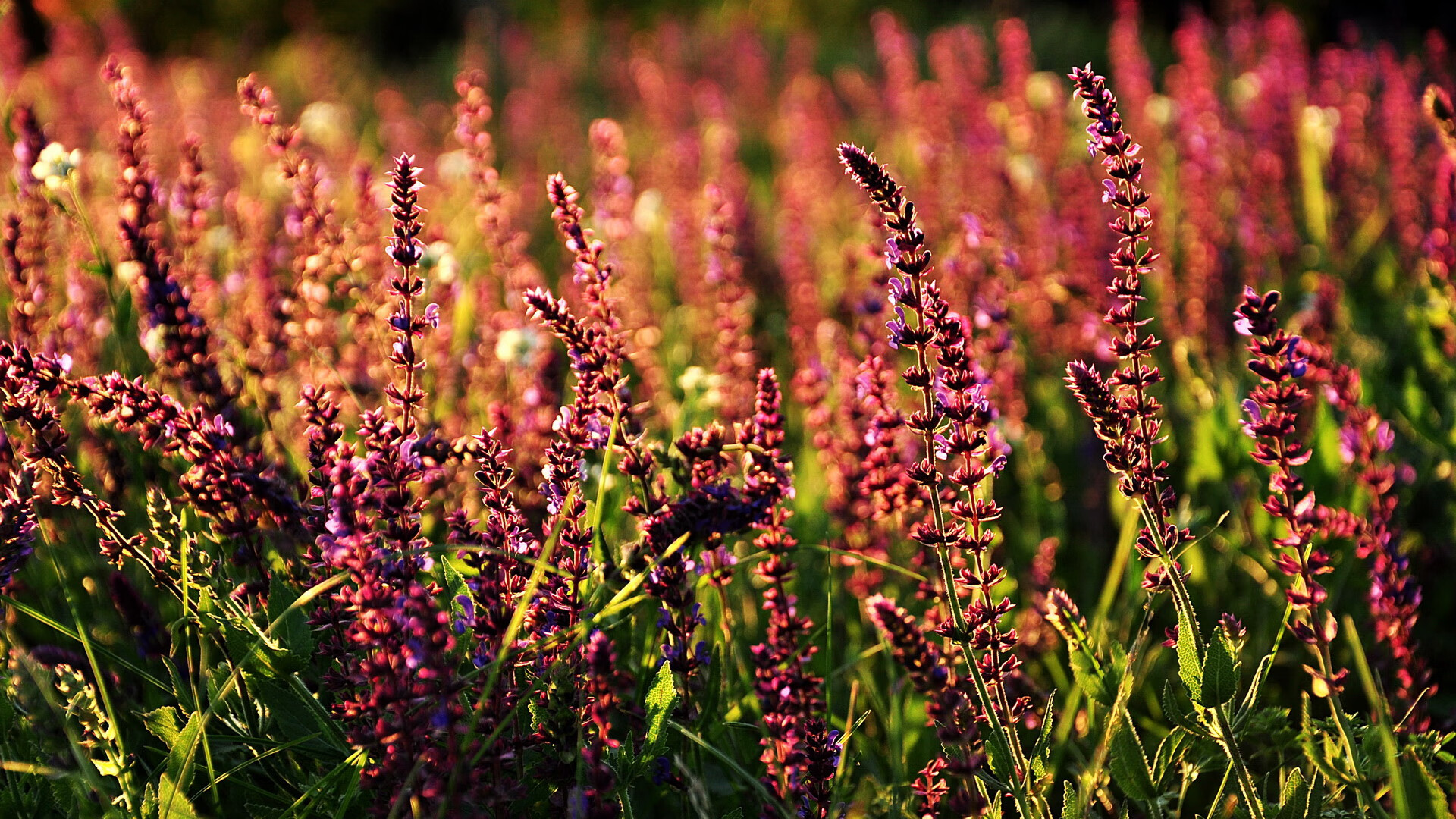 开云APP-青训体系建设纳入体育中考足球参与率稳步上升，中国足球青训大纲内容